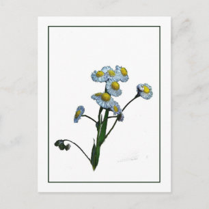 Vild Daisy Botaniskt vykort för foto- skiss