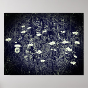 Vild Daisy Flowers Black and White Poster