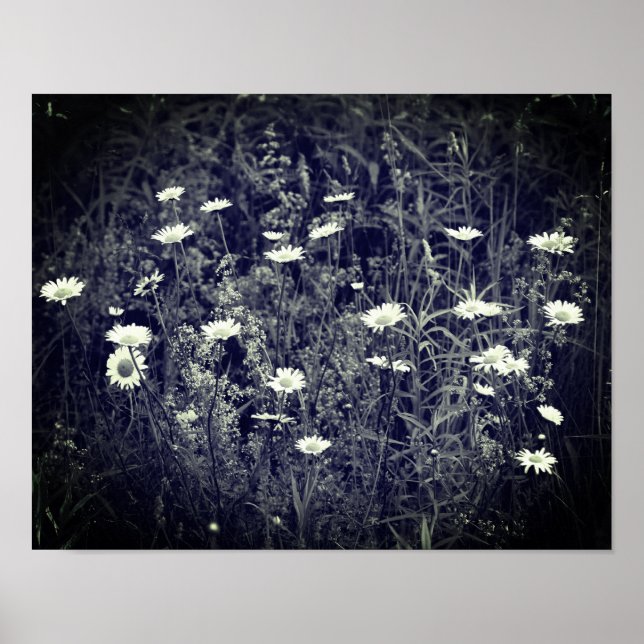 Vild Daisy Flowers Black and White Poster (Framsidan)