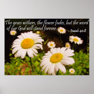 Vild Daisy med Isaiah 40:8 Poster