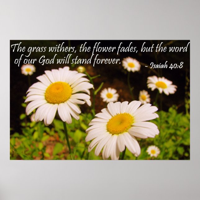 Vild Daisy med Isaiah 40:8 Poster (Framsidan)
