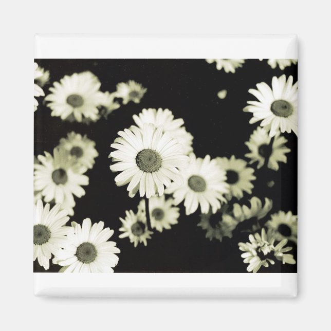 Vild Daisy på Mackinac-ön Michigan Magnet (Framsidan)