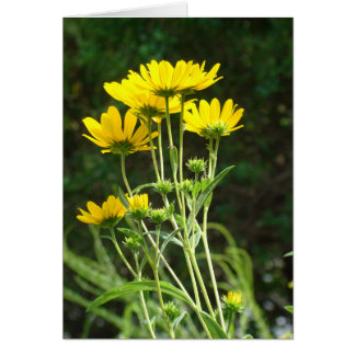 Vild Daisys Hälsningskort