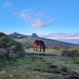 Vild Dartmoor Pony Horse Magnet