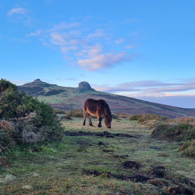 Vild Dartmoor Pony Horse Magnet (Skapare uppladdad)