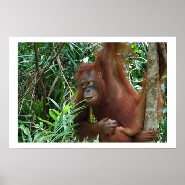 Vild Dating Advertisation Poster (Framsidan)