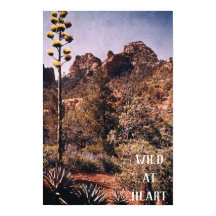 Vild Desert Cactus Explore Nature Wilderness