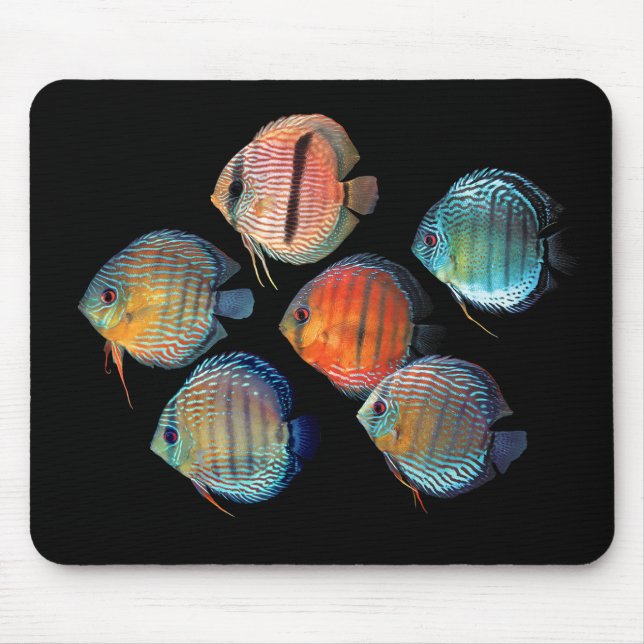 Vild Discus Musmatta (Framsidan)