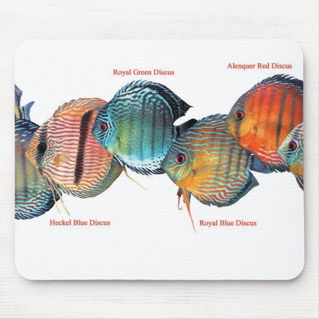 Vild Diskussionの マ ス パ ッ Musmatta (Framsidan)