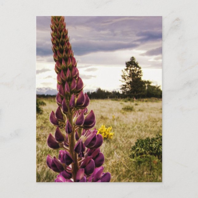 Vild djupt rosa Lupins @ New Zealand Postcard Vykort (Framsida)