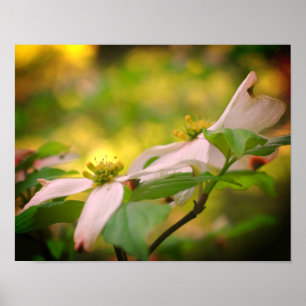 Vild Dogwood Flower-Blommar Poster
