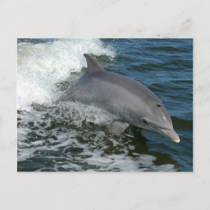 Vild Dolphin-vykort Vykort