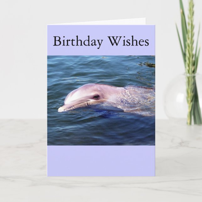 Vild Dophin Kort (Framsida)