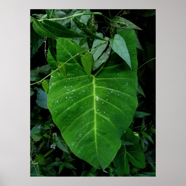 Vild Elephant Ear Poster (Framsidan)