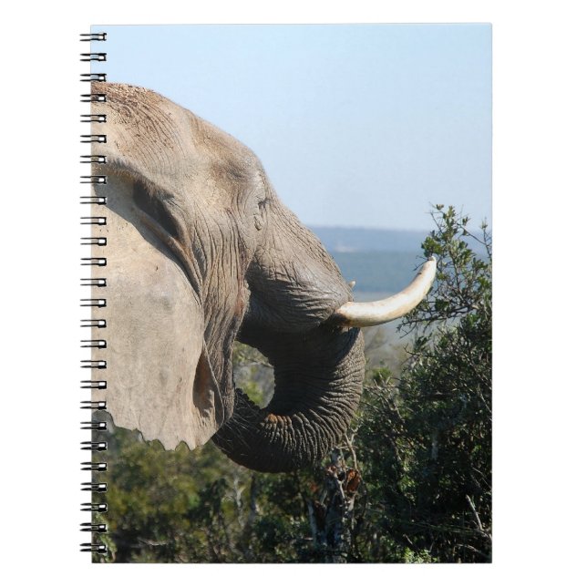 Vild Elephant Eating, South Afrika Anteckningsbok Med Spiral (Framsidan)