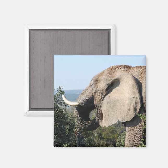 Vild Elephant Eating Vegetation, syd Afrika Magnet (Front/Back)