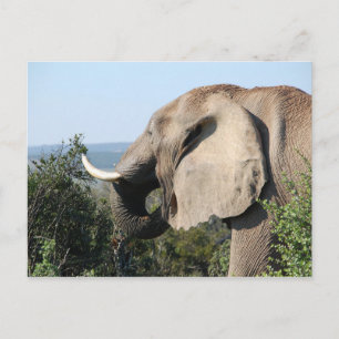 Vild Elephant Eating Vegetation, syd Afrika Vykort