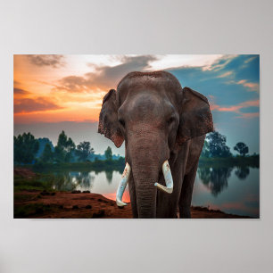 Vild Elephant Poster