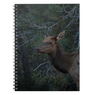 Vild Elk i Gräs Forest - Hjort Wildlife-fotot Anteckningsbok