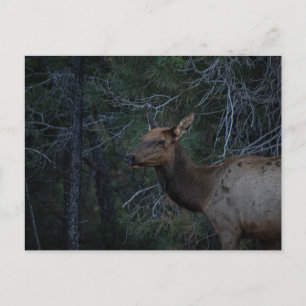 Vild Elk i Gräs Forest - Hjort Wildlife-fotot Vykort
