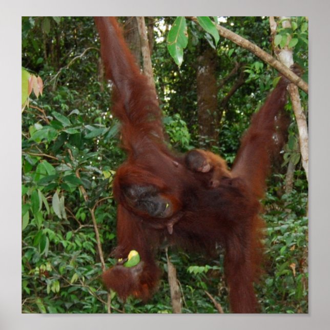 Vild Ett djur mor och baby Poster (Framsidan)