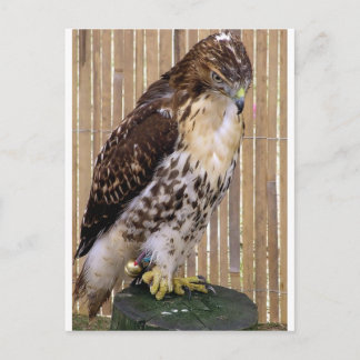 Vild Fåglar: Red-Tails Hawk Vykort