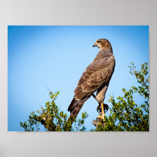 Vild Falcon Bird Poster