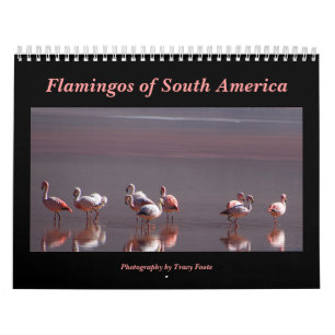 Vild Flamingo South America Birds Kalender