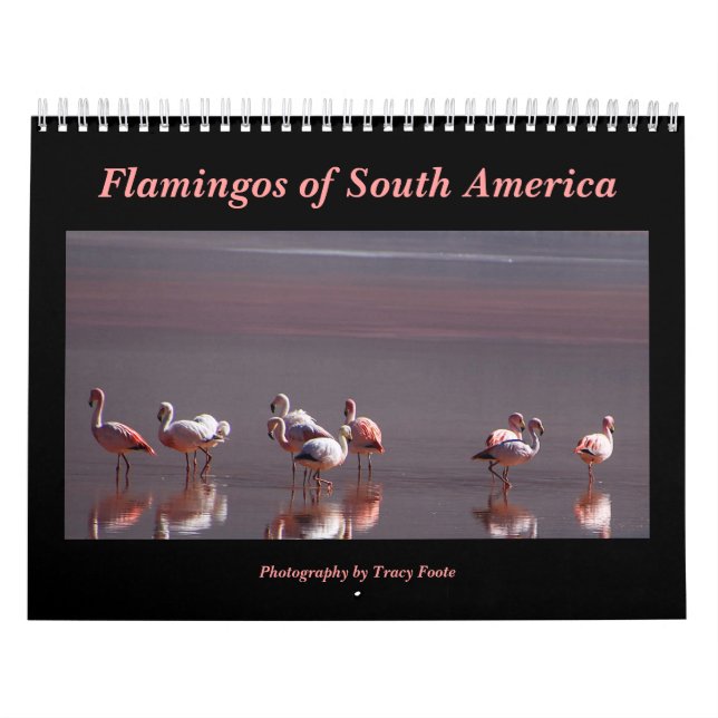 Vild Flamingo South America Birds Kalender (Omslag)