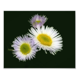 Vild Fleabane-Daisy - blomma 8 x 10 Fototryck