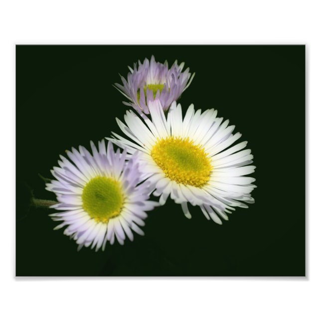 Vild Fleabane-Daisy - blomma 8 x 10 Fototryck (Framsidan)