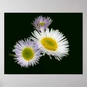 Vild Fleabane Daisy Flower Poster