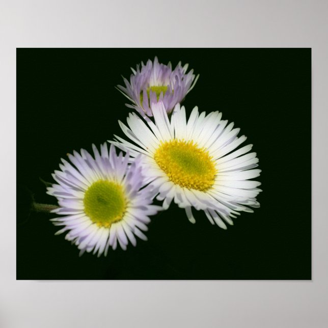 Vild Fleabane Daisy Flower Poster (Framsidan)