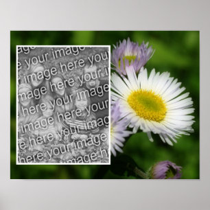 Vild Fleabane Daisy Flower Ram Lägg till ditt foto Poster