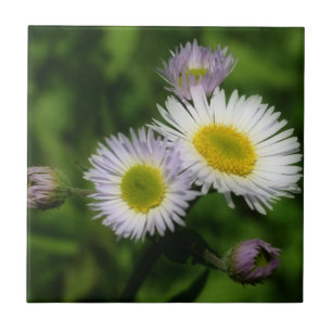 Vild Fleabane Daisy Flowers Nature Kakelplatta