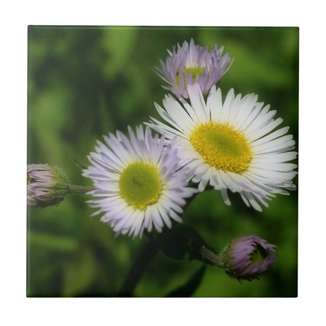 Vild Fleabane Daisy Flowers Nature Kakelplatta (Framsidan)