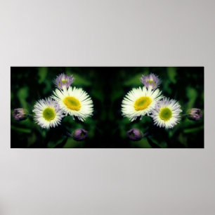 Vild Fleabane Daisy Flowers Spegel Abstrakt Poster