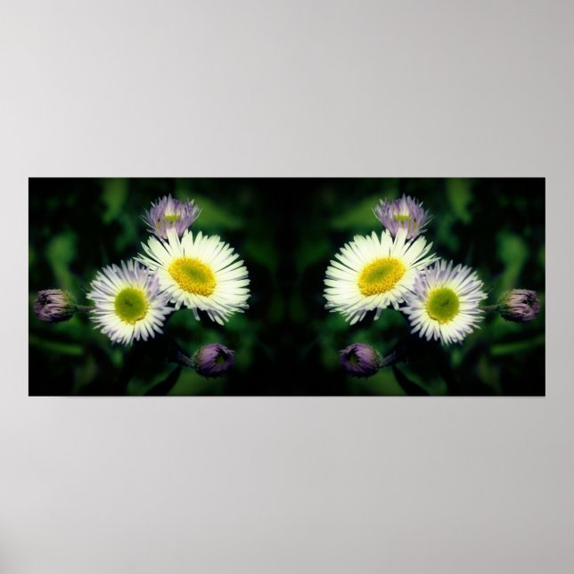 Vild Fleabane Daisy Flowers Spegel Abstrakt Poster (Framsidan)