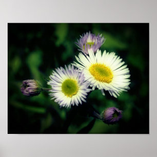 Vild Fleabane-Daisyn Slappna av Poster