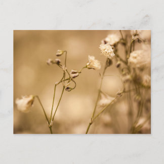 Vild Flower Closeup with Warm Sepia Tone Postcard Vykort