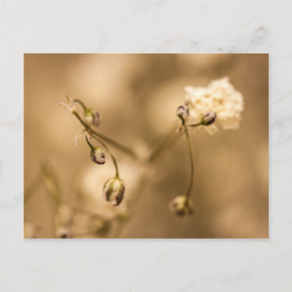 Vild Flower Closeup with Warm Sepia Tone Postcard Vykort