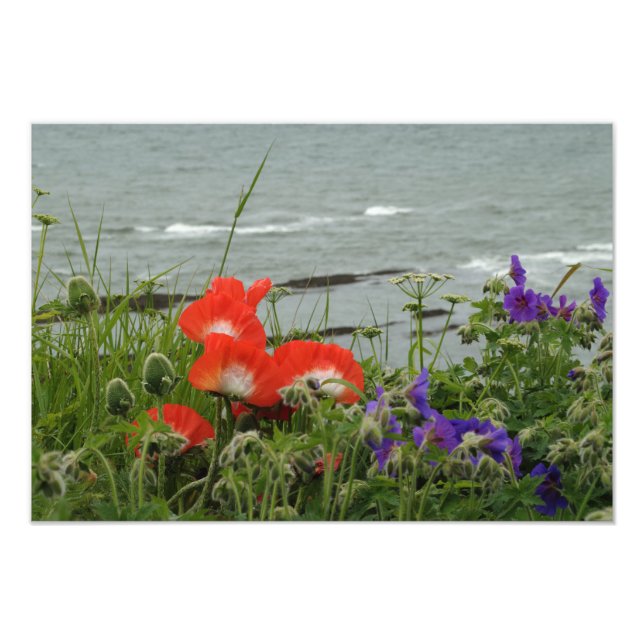 Vild Flower Kusten Fototryck (Framsidan)