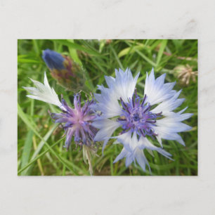 Vild Flowers: Blue Cornblommor DIY Postcard Vykort