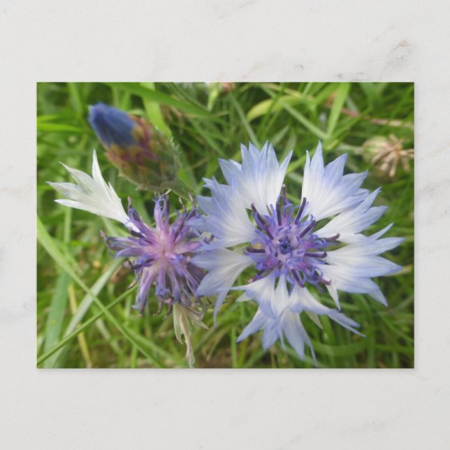 Vild Flowers: Blue Cornblommor DIY Postcard Vykort (Framsida)