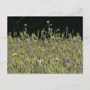 Vild Flowers Fält & Blue Cornblommor DIY Postcard Vykort