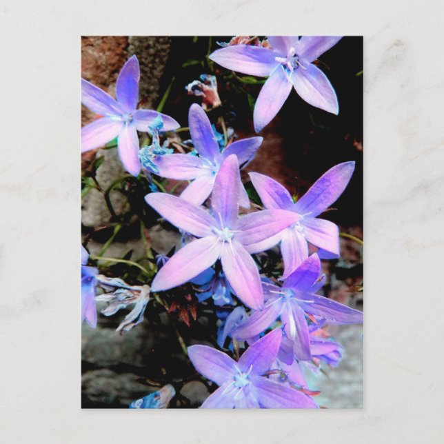 Vild Flowers för häftande fintvätt av Lilac-Abstra Vykort (Framsida)