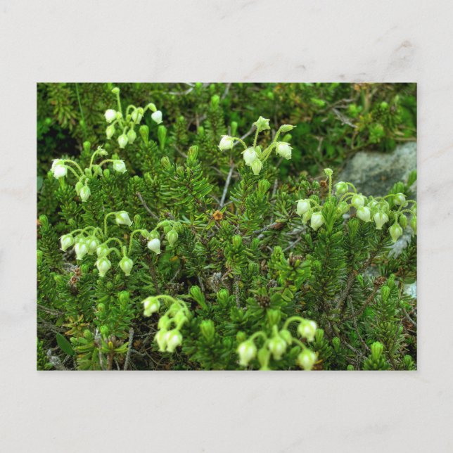 Vild Flowers II Vykort (Framsida)