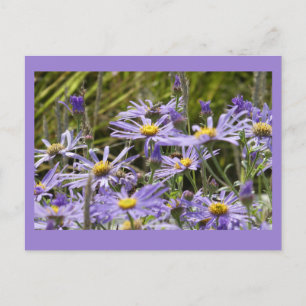 Vild Flowers: Michaelmas Daisys DIY Postcard Vykort