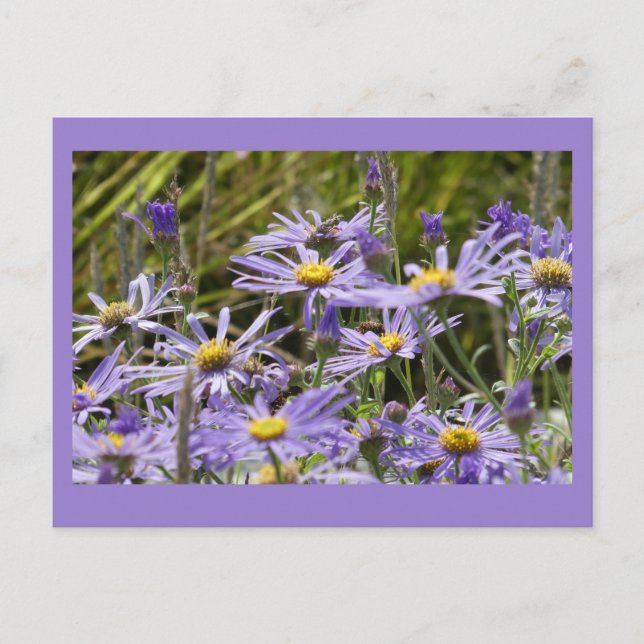 Vild Flowers: Michaelmas Daisys DIY Postcard Vykort (Framsida)