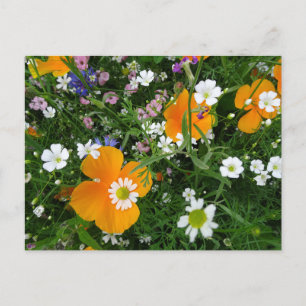 Vild Flowers: Orange Vit Rosa DIY Postcard Vykort